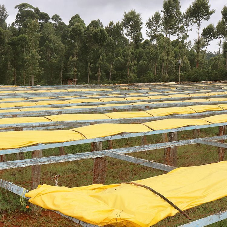 種選奴、カメリア 種選奴、カメリア