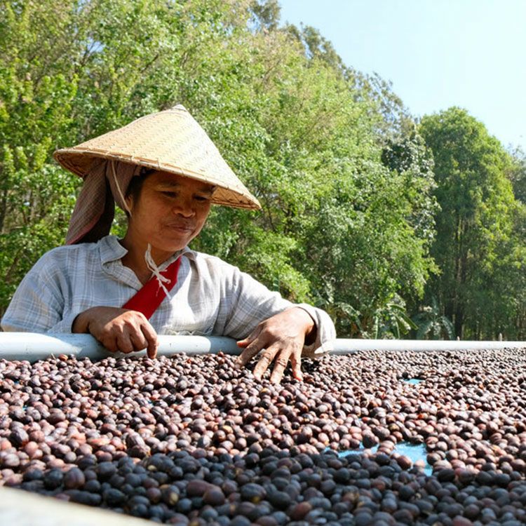 スペシャルティコーヒー豆・粉ミャンマー グリーンランド農園 1kg
