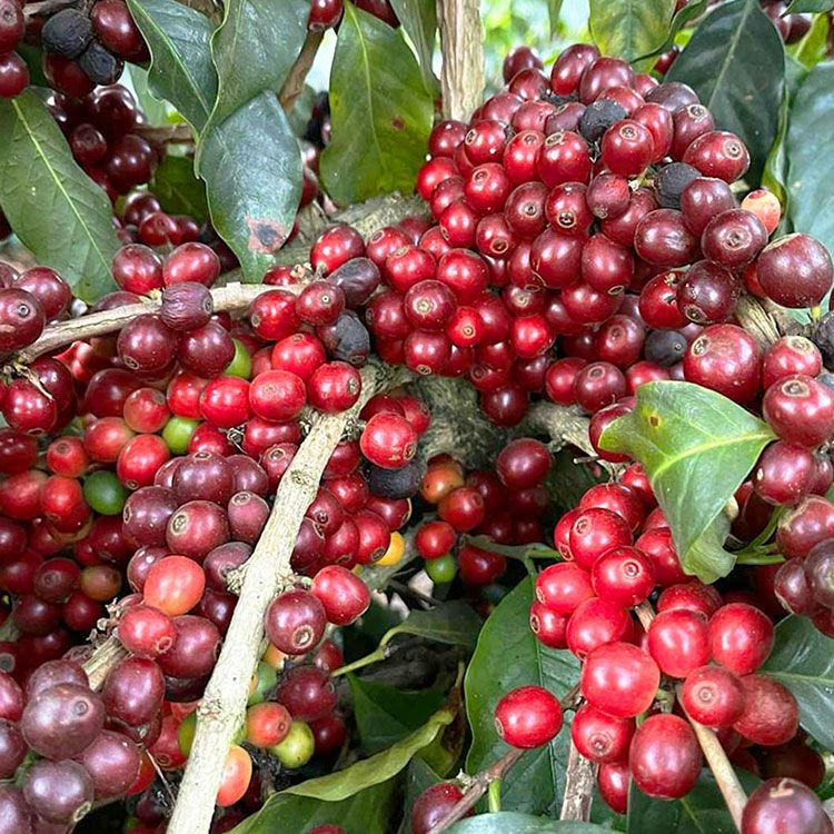 数量限定】グランクリュドリップコーヒーエチオピア タデッセ（5杯分